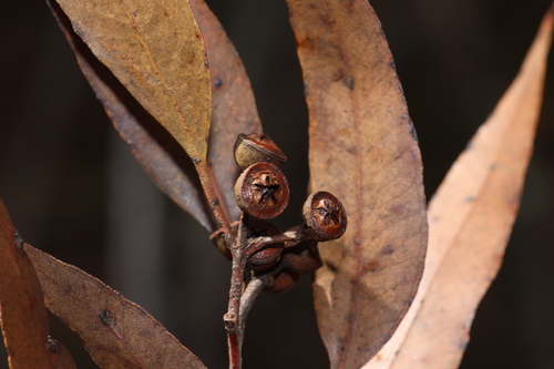 Bastard White Mahogany (Eucalyptus psammitica)