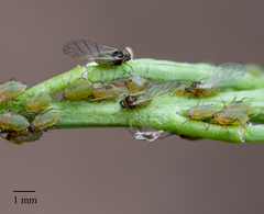 Lipaphis pseudobrassicae