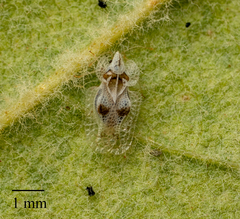 Corythucha confraterna