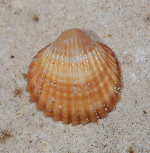 Acanthocardia tuberculata