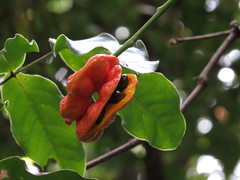 Archidendron hendersonii