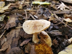Hebeloma albidulum
