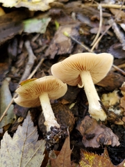 Hebeloma albidulum