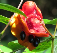 Archidendron hendersonii