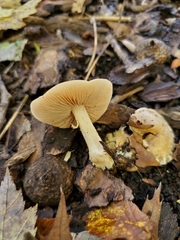 Hebeloma albidulum