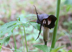 Arisaema thunbergii urashima