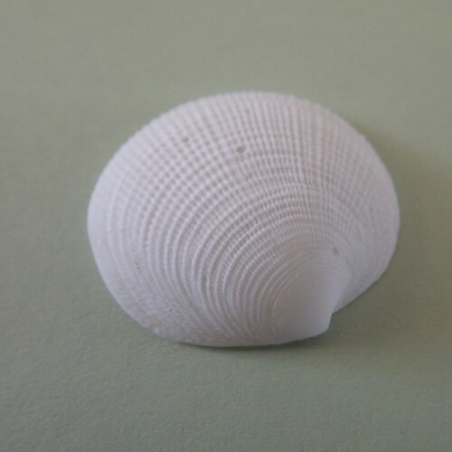 Codakia tigerina observed 2025-08-13