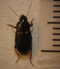 Hypharpax australis