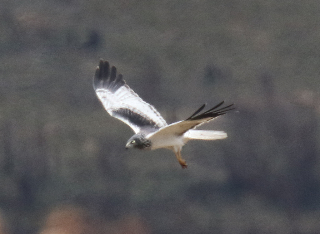 Malagasy Harrier (Circus macrosceles) photo
