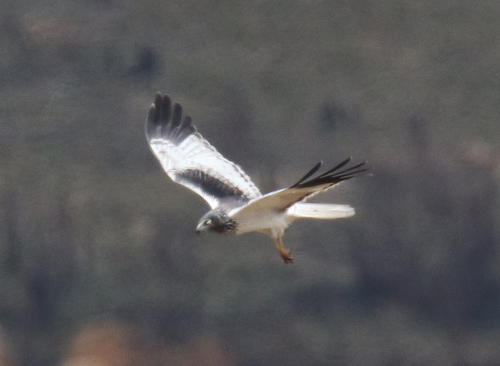 Malagasy Harrier