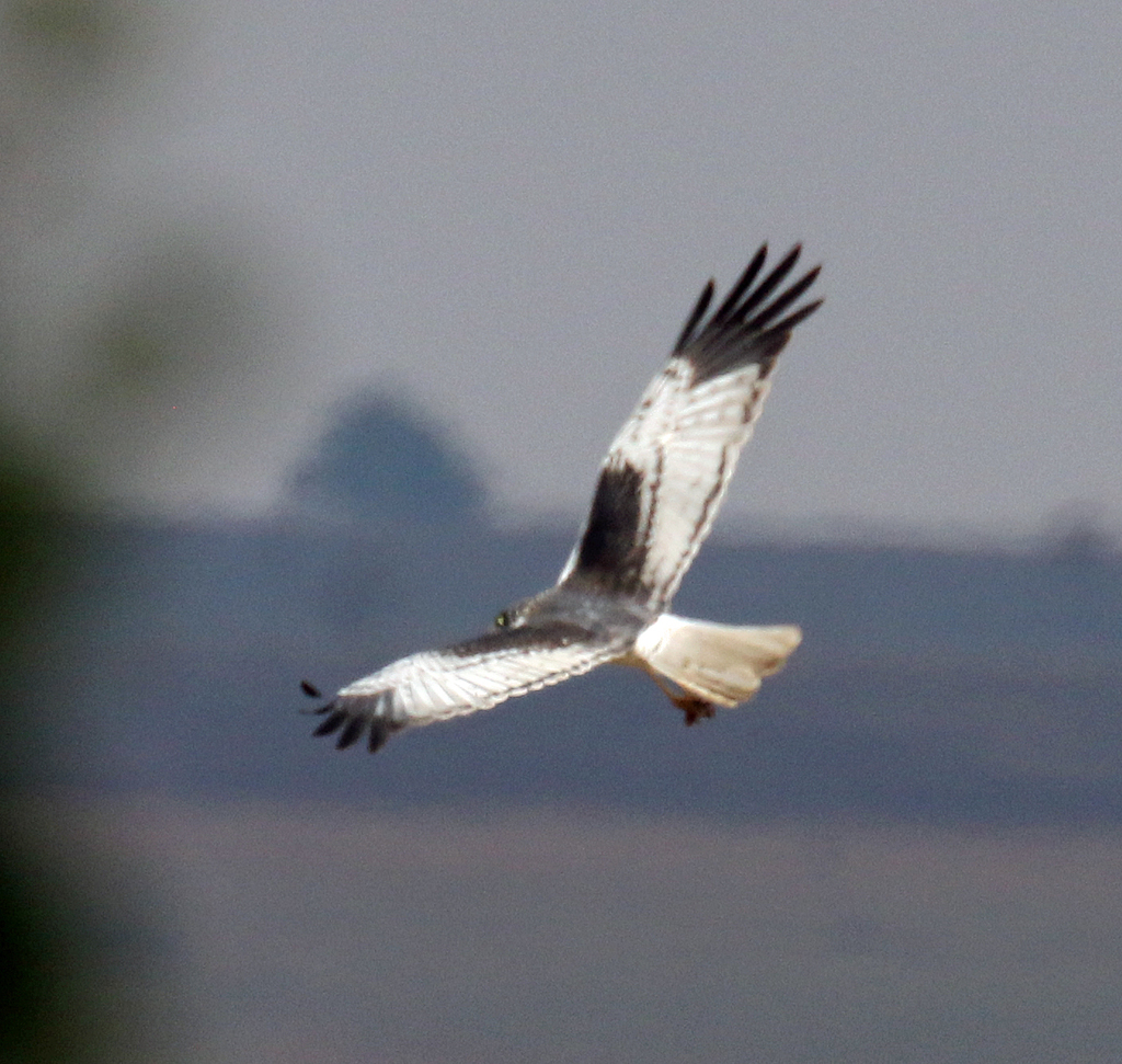 Malagasy Harrier photo