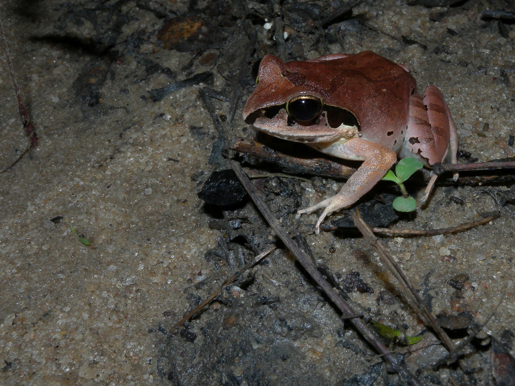 Kirindy Jumping Frog