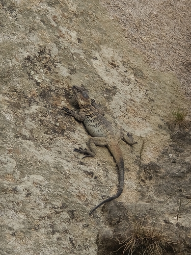 Anan's Rock Agama