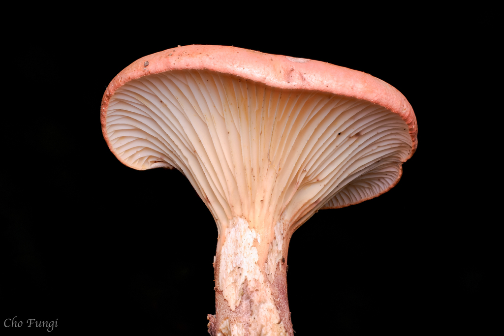 Gloeocantharellus neoechinosporus