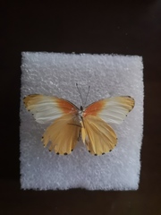 Mylothris agathina agathina