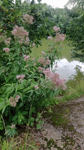 Наблюдение на iNaturalist