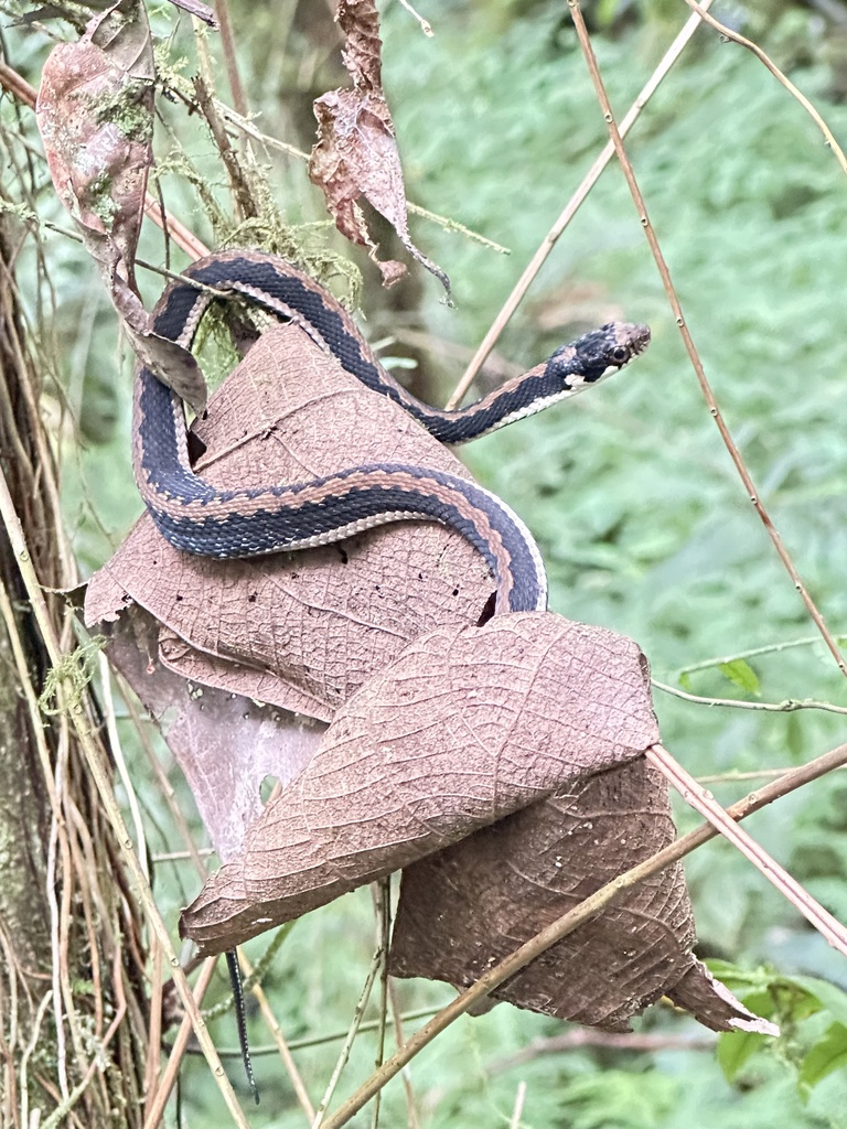 Javanese Keelback