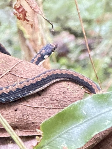 Günther's Keelback