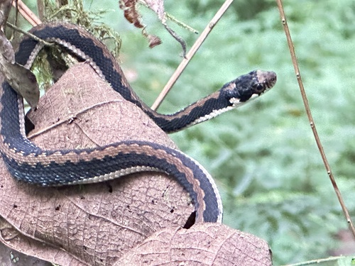 Günther's Keelback
