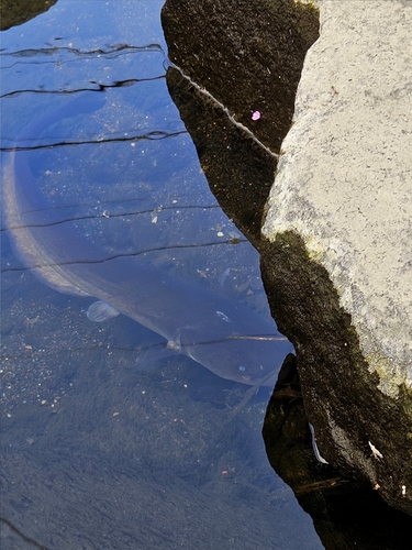 Silurus asotus