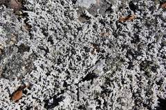 Stereocaulon paschale