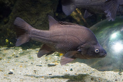 Macquarie Perch photo 1