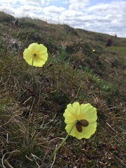 Papaver macounii