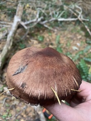 Cortinarius cacaocolor