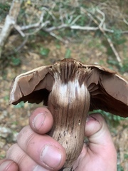 Cortinarius cacaocolor