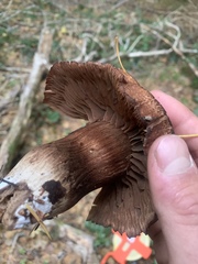 Cortinarius cacaocolor