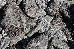 Stereocaulon paschale