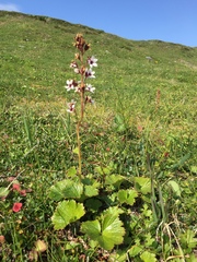 Boykinia richardsonii