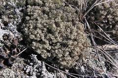 Cladonia amaurocraea