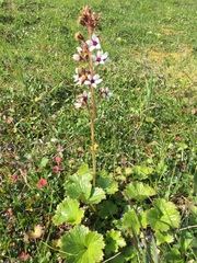 Boykinia richardsonii