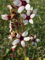 Boykinia richardsonii