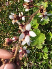 Boykinia richardsonii