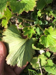 Boykinia richardsonii