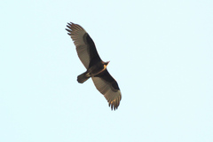 Cathartes aura