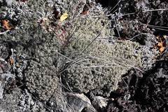 Cladonia amaurocraea