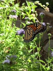 Danaus plexippus