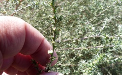 Salsola ryanii