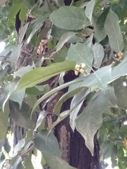 Artocarpus nitidus