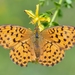 Marbled Fritillary - Photo (c) Gilles San Martin, some rights reserved (CC BY-SA)