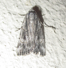 Prionofrontia strigata