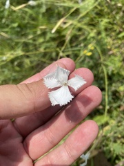 Dianthus fragrans, photograph (c) Илья Руденко, some rights reserved (CC BY)