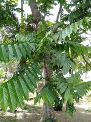 Dysoxylum gaudichaudianum