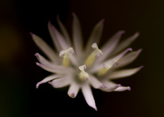 Pseudelephantopus spicatus