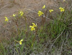 Diuris gregaria
