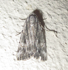 Prionofrontia strigata