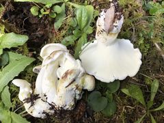 Albatrellus avellaneus